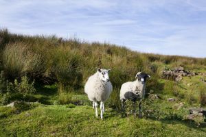 haworth moor rooute to top withens 2 sm.jpg